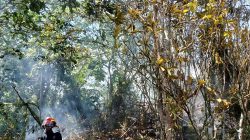BPBD Nunukan Imbau Warga Tak Membuka Lahan dengan Membakar