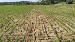 Kapan Musim Kemarau 2026 di DIY BMKG Ungkap Penyebab Hujan Masih Turun