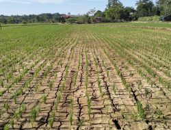 Kapan Musim Kemarau 2026 di DIY BMKG Ungkap Penyebab Hujan Masih Turun