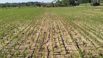 Kapan Musim Kemarau 2026